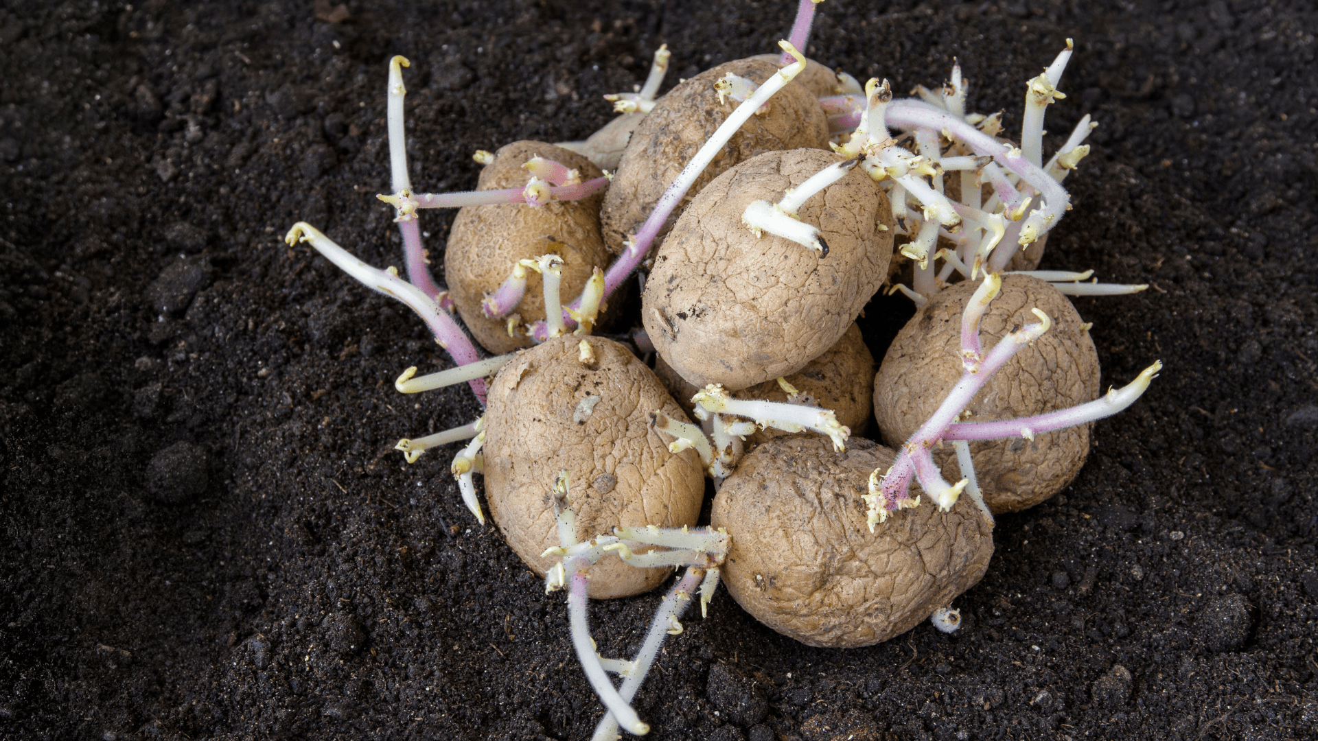 batatas greladas