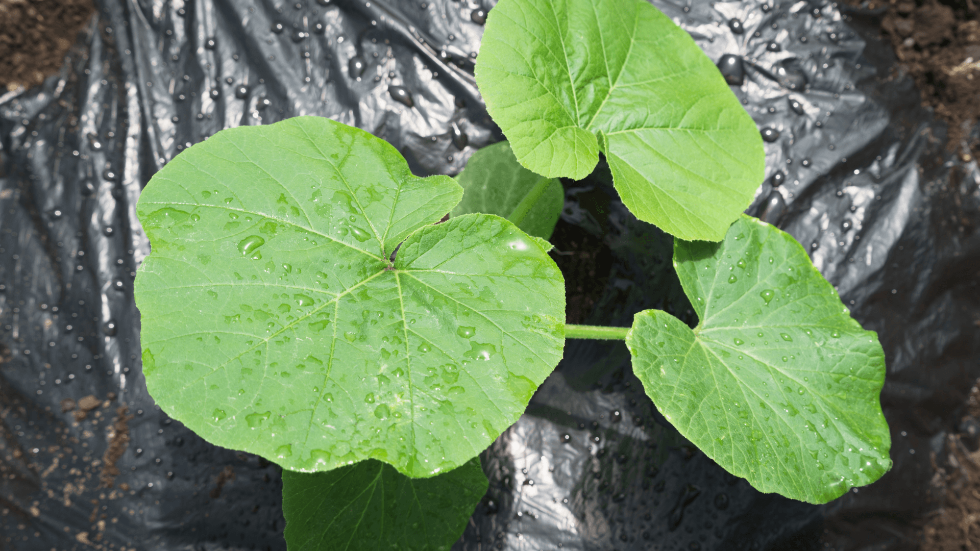 cultivar abóboras