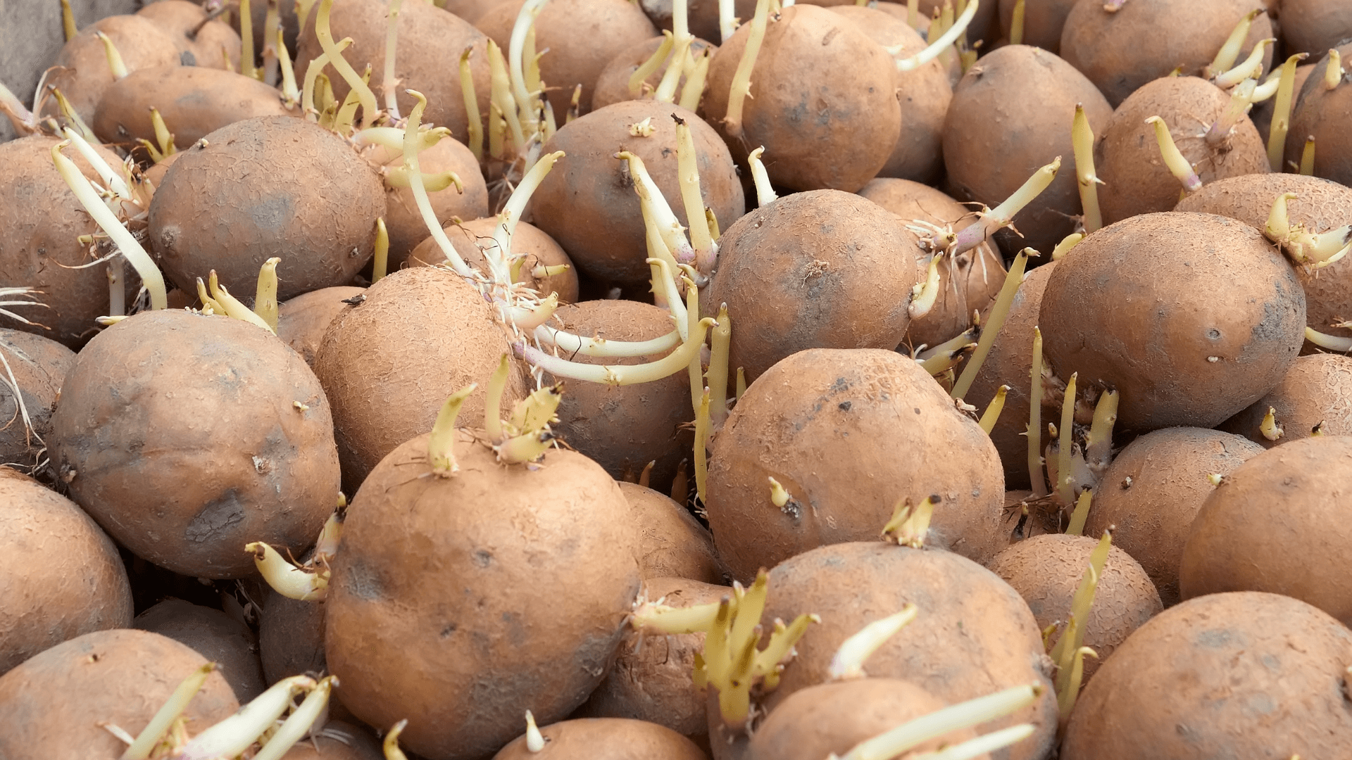 como evitar que as batatas grelem