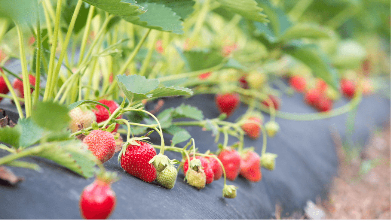 como cultivar morangos frutos vermelhos