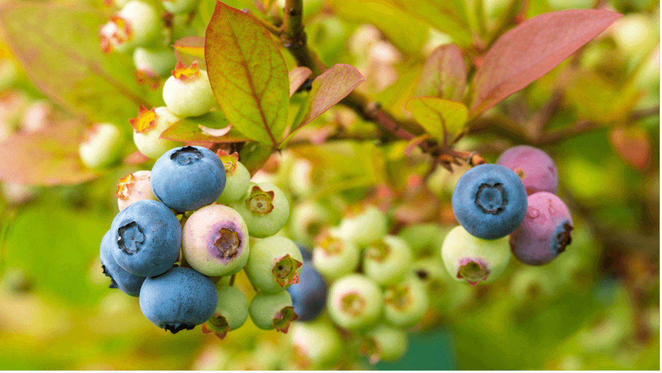 como cultivar frutos vermelhos mirtilos