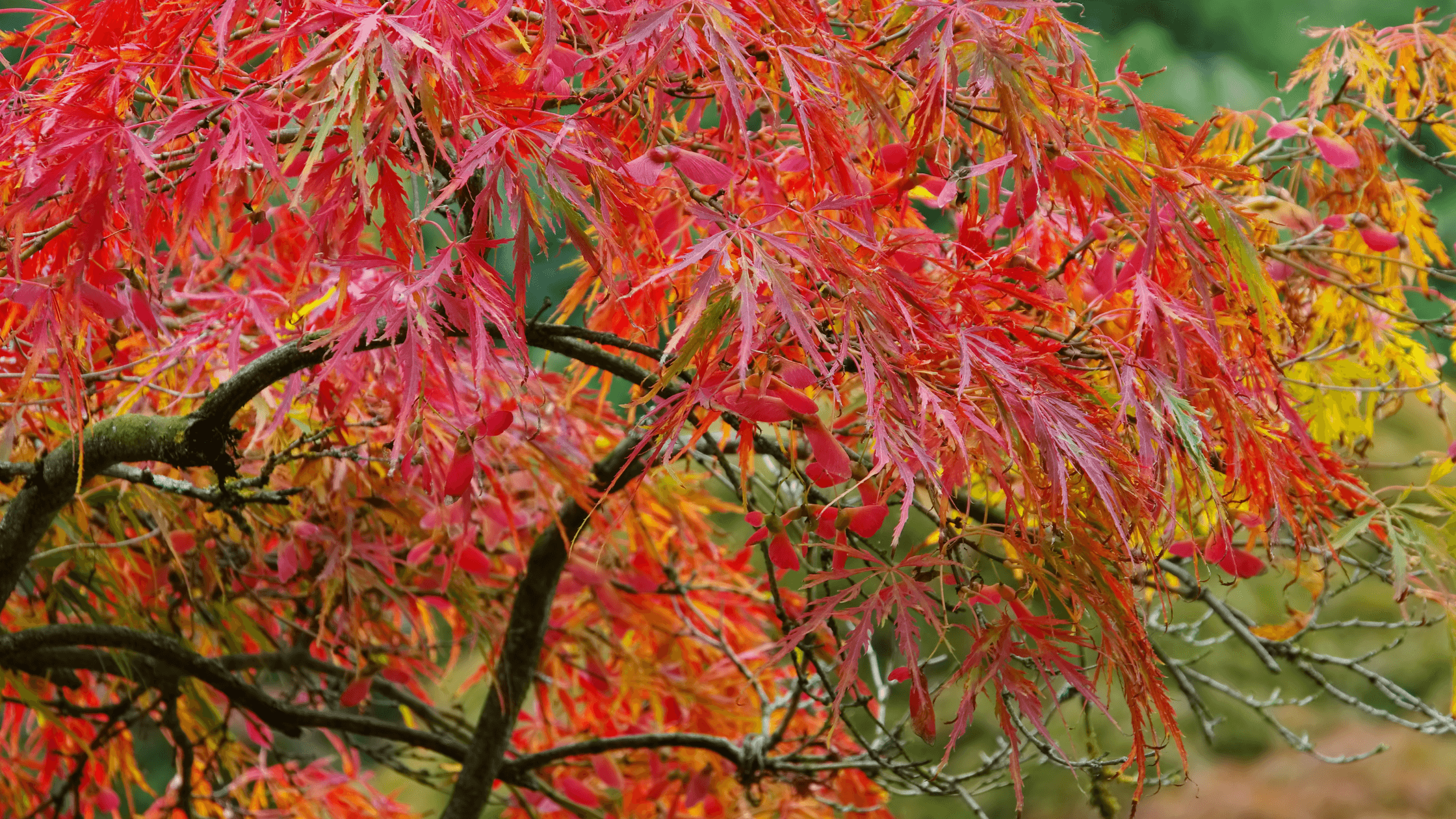 árvores de sombra acer