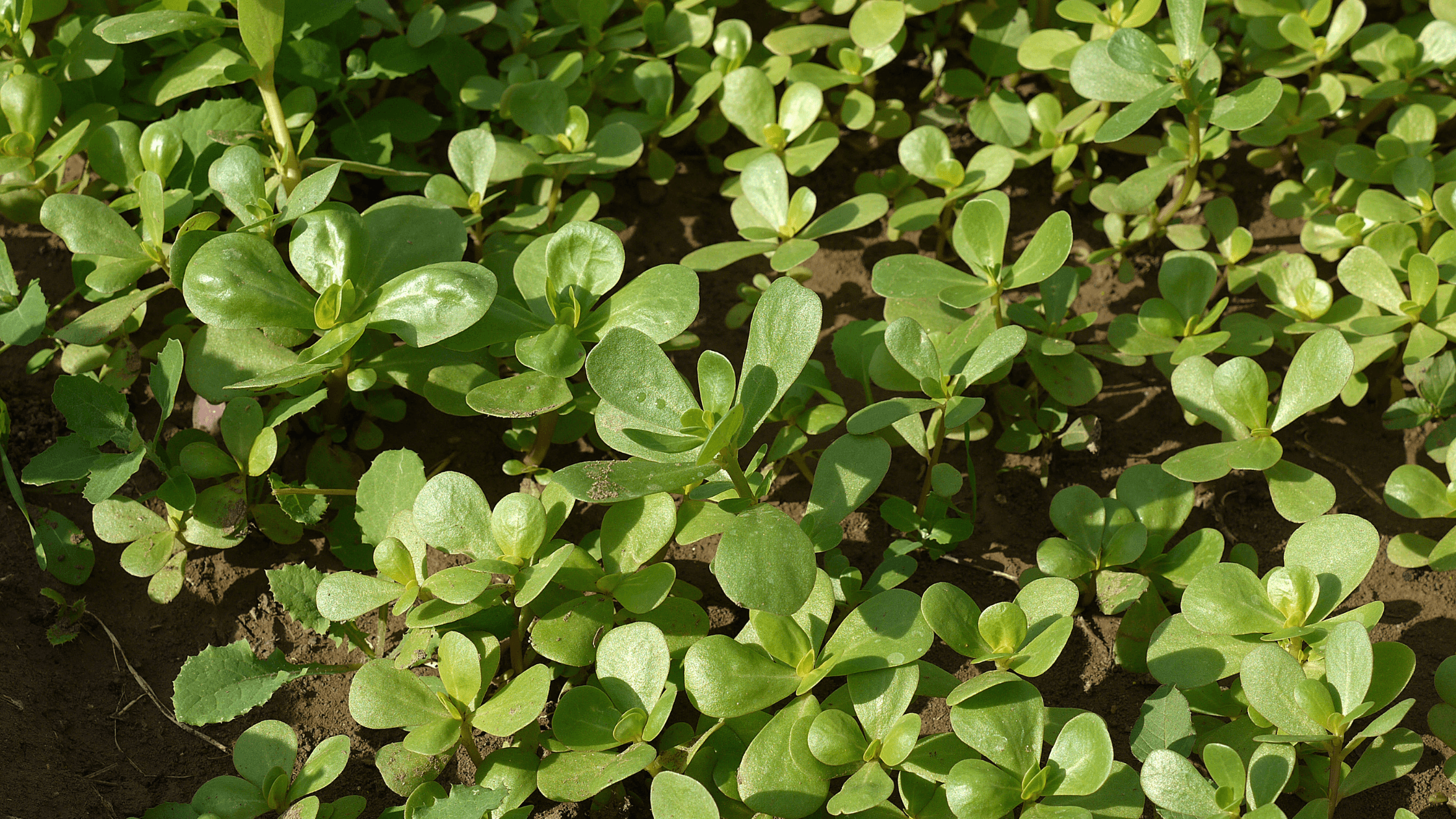 beldroegas ervas daninhas