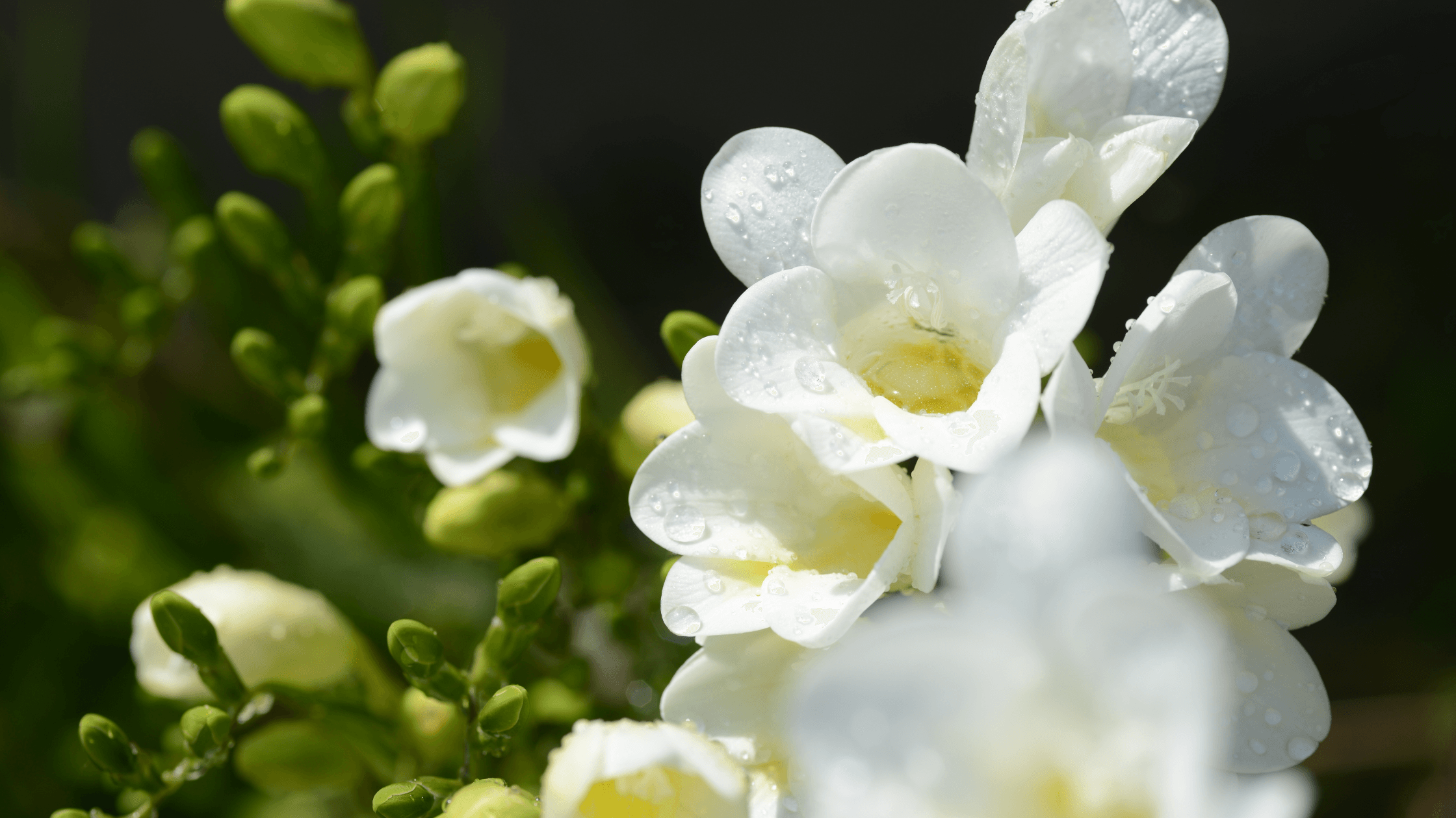 plantar fresias