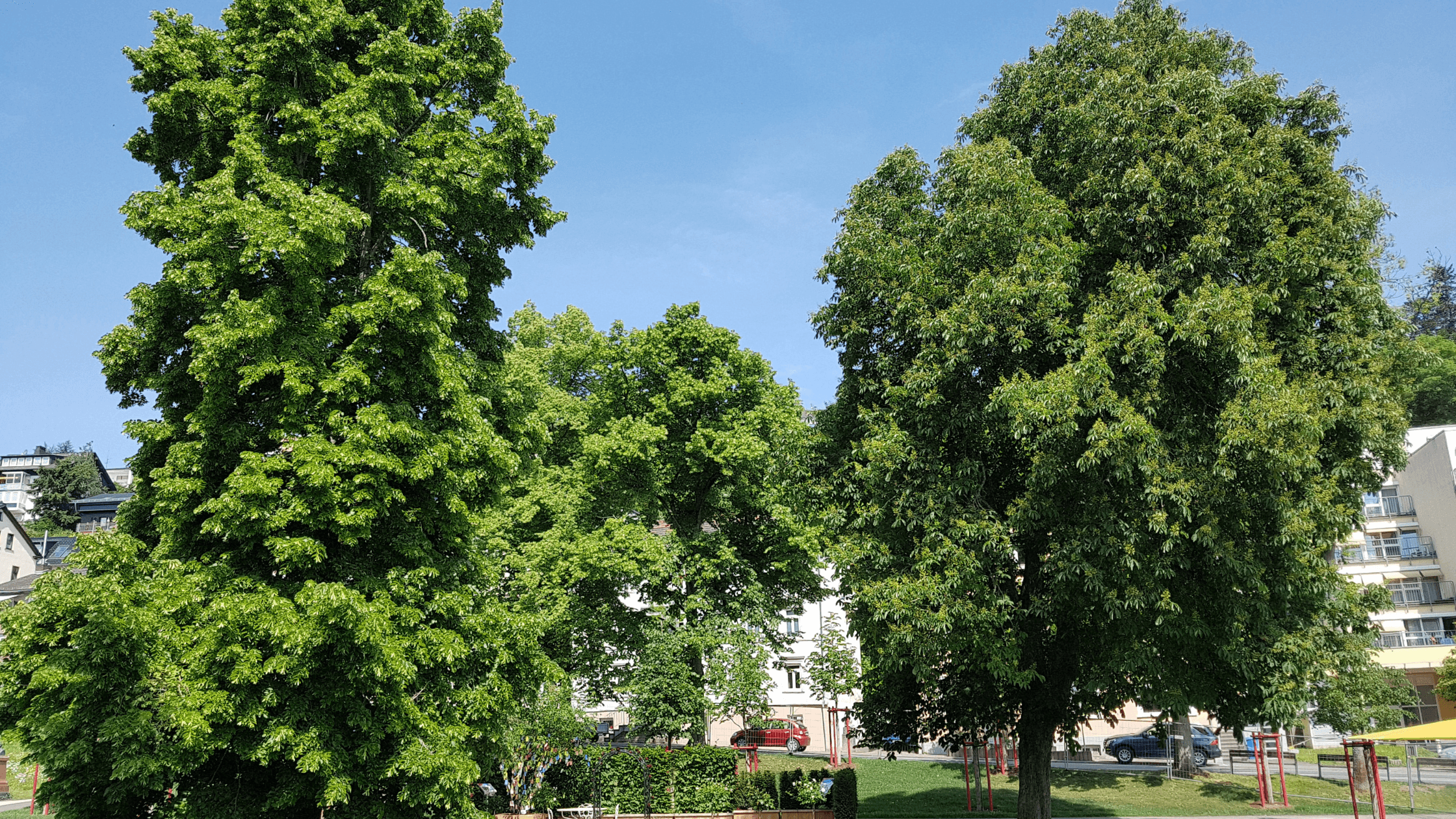 tilia árvores de sombra