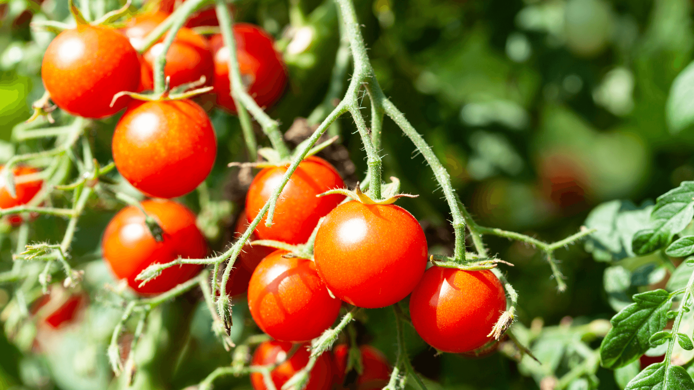 tomate cherry variedades de tomate