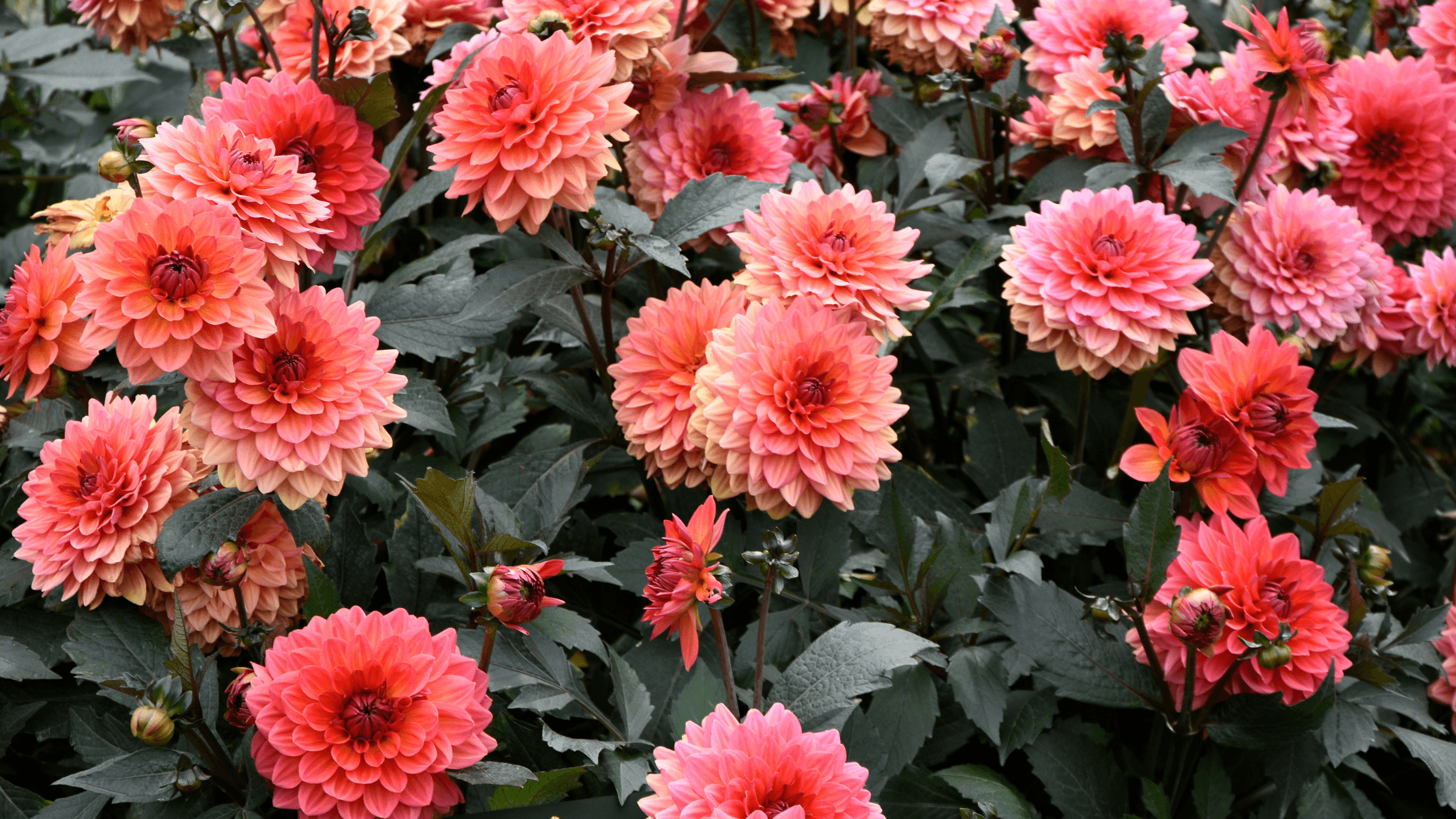 dalias bolbos para plantar