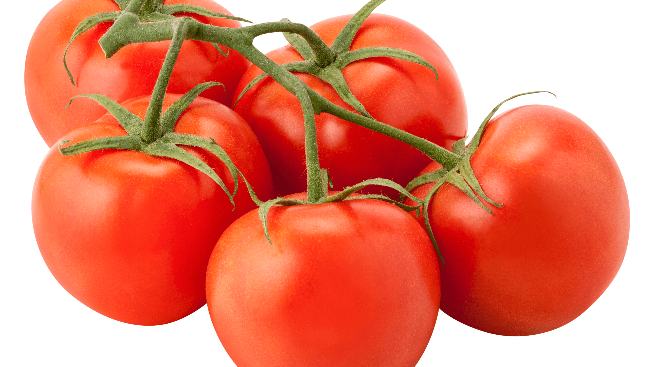 tomate rama
