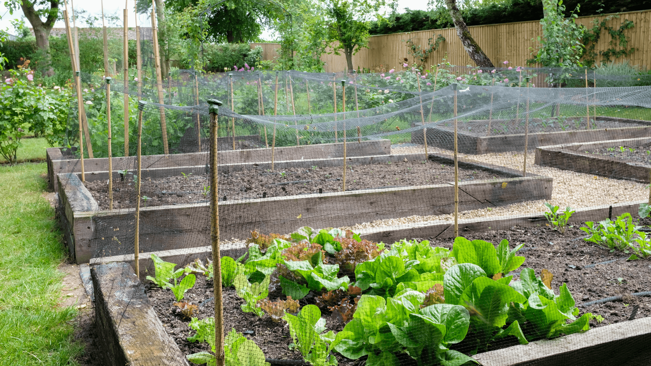 escolher espaço para horta