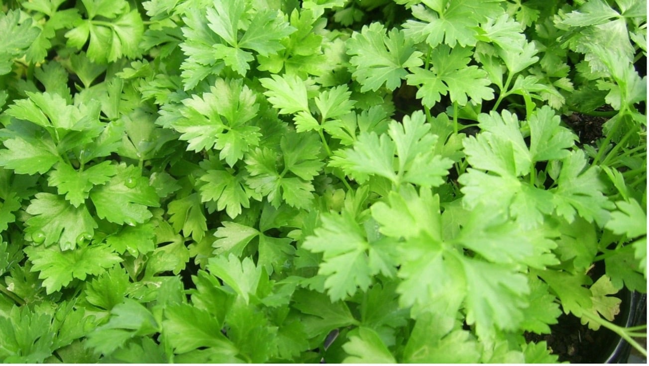 aromáticas salsa