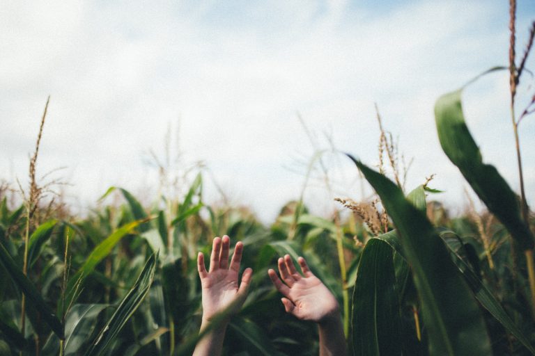 Conheça quais são as 5 principais pragas na cultura do milho