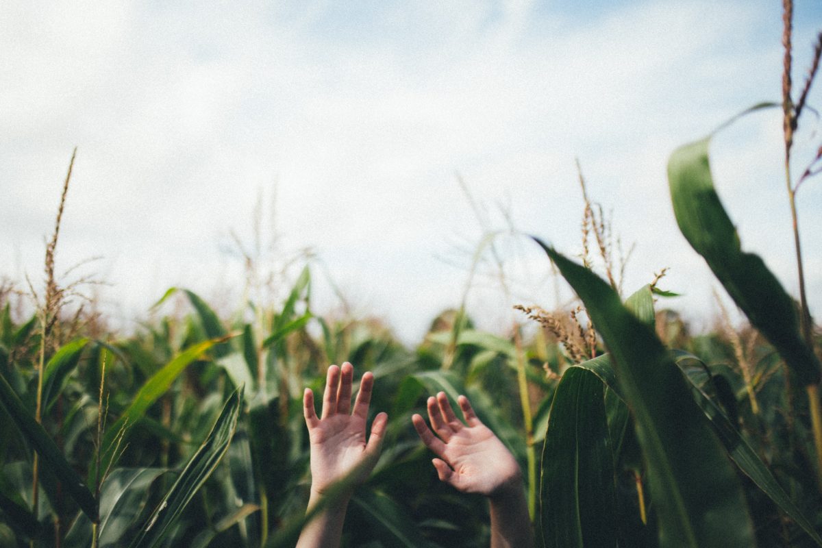 Conheça quais são as 5 principais pragas na cultura do milho