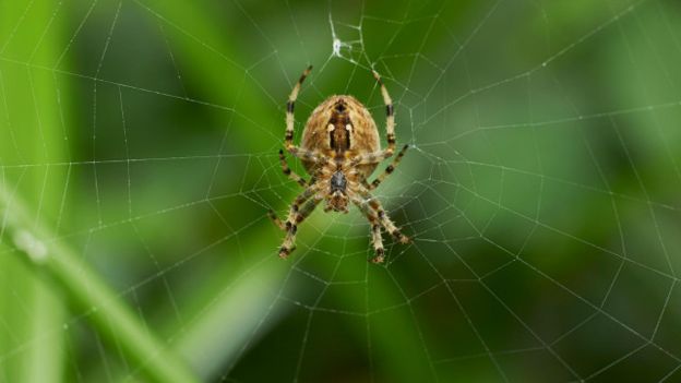 proteger as plantas-aranhas