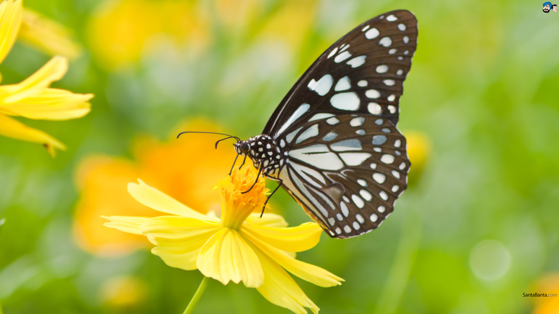 Aprenda a atrair borboletas para o seu jardim