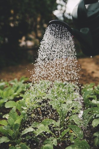 importancia de água nas plantas
