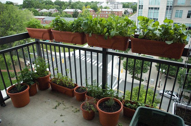 como fazer uma horta em apartamento
