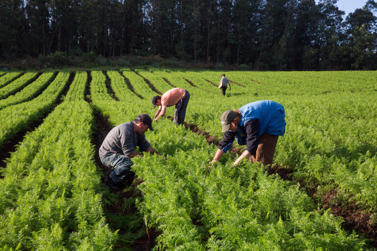 Agricultura familiar: o que é, suas características e importância