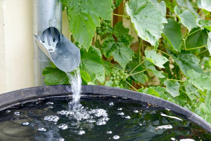 dicas para economizar água no jardim