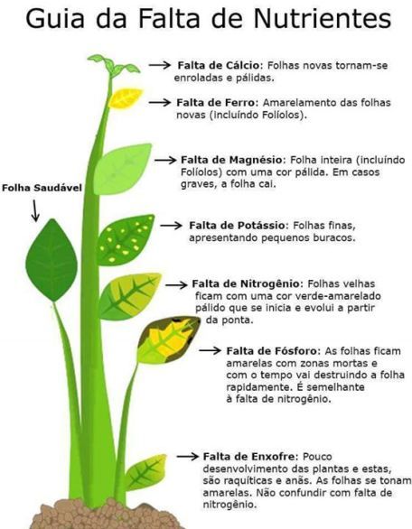 deficiência de nutrientes nas plantas