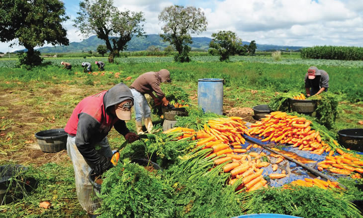 agricultura sustentavel vantagens e desvantagens