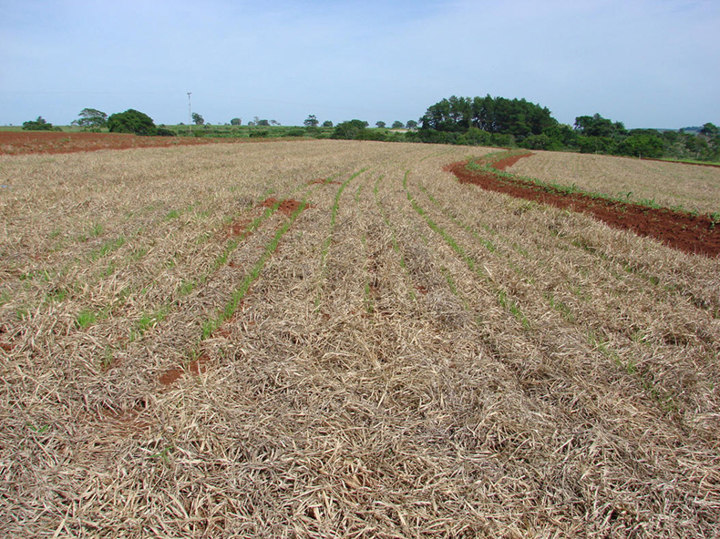 mobilização do solo em agricultura biologica