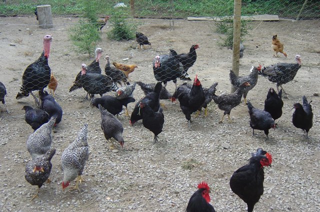 raças autóctones galinhas portuguesas