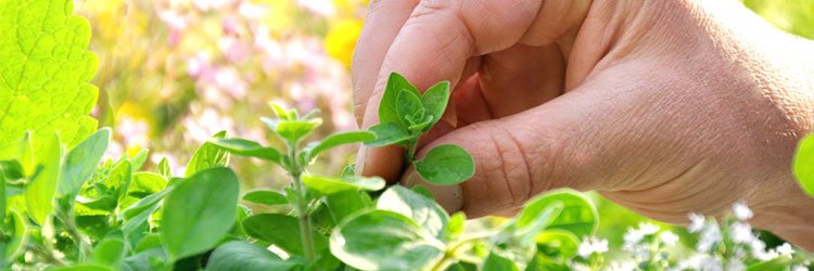 O Poder Das Plantas Saiba Como A Fitoterapia Pode Mudar A Sua Vida