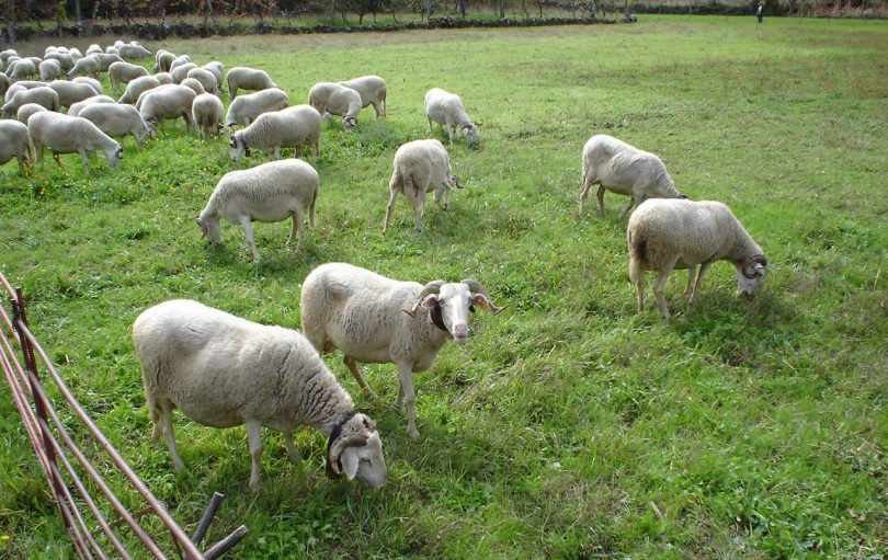raças autoctones portuguesas de ovinos