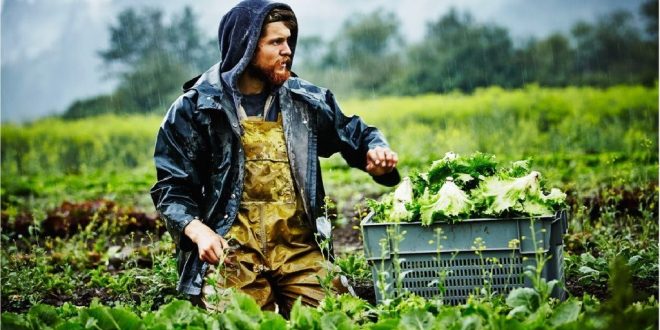 PDR 2020: quais os requisitos para ser jovem agricultor