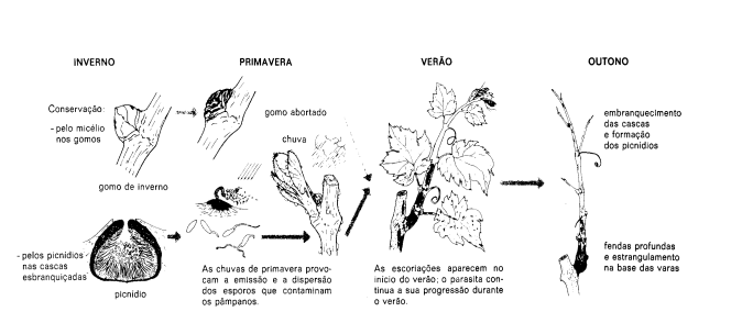 ciclo biológico da escoriose da videira: doenças na vinha
