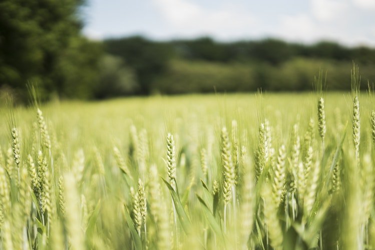 licenciamento área agrícola