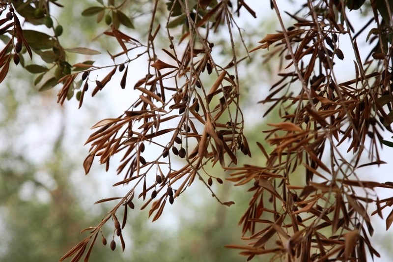 dgav Xylella Fastidiosa