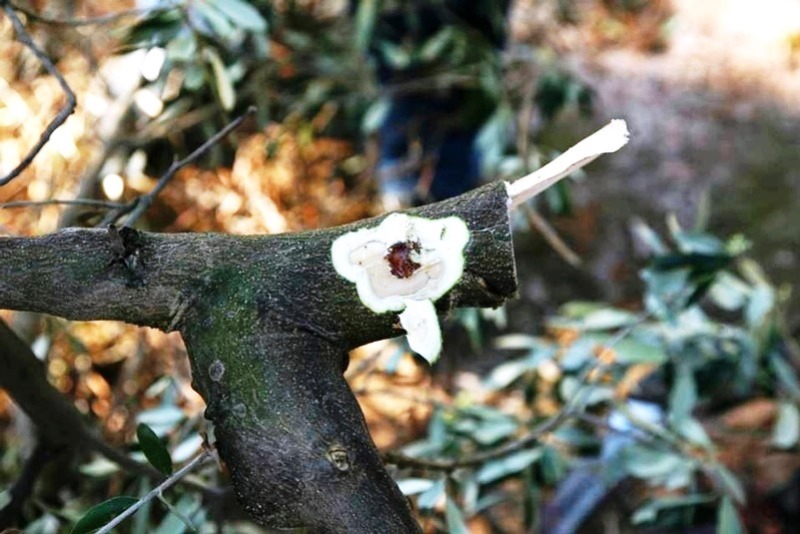 dgav Xylella Fastidiosa