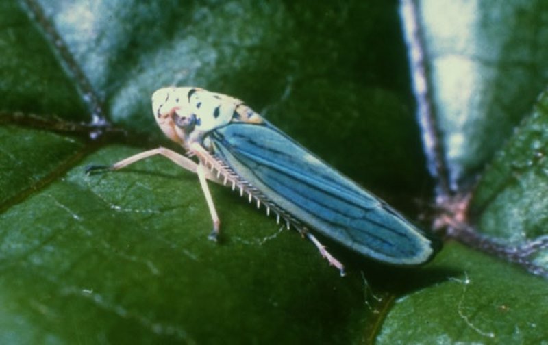 dgav Xylella Fastidiosa