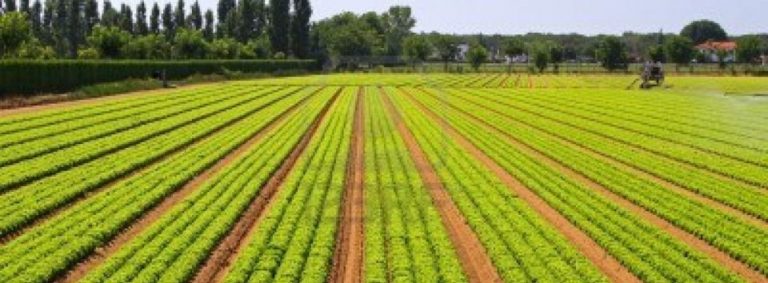 Portugal supera Alemanha e Bélgica na agricultura biológica