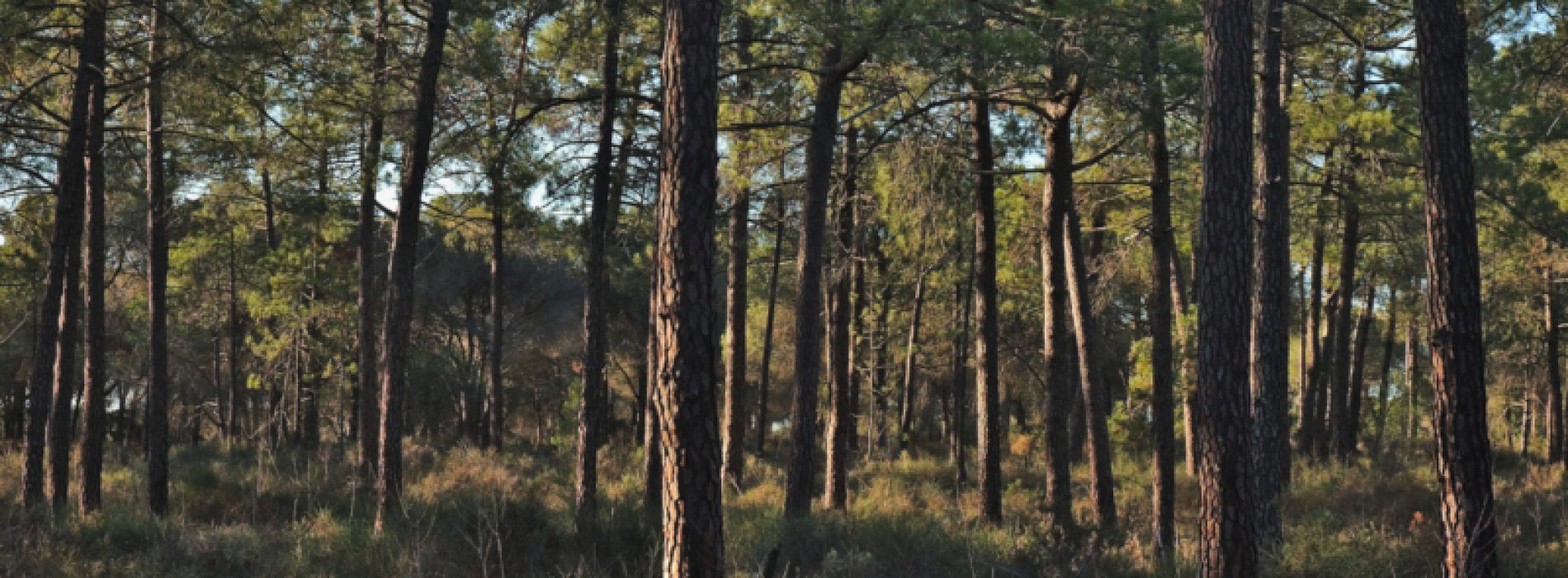 Governo vai investir 9 M€ em material de limpeza das florestas