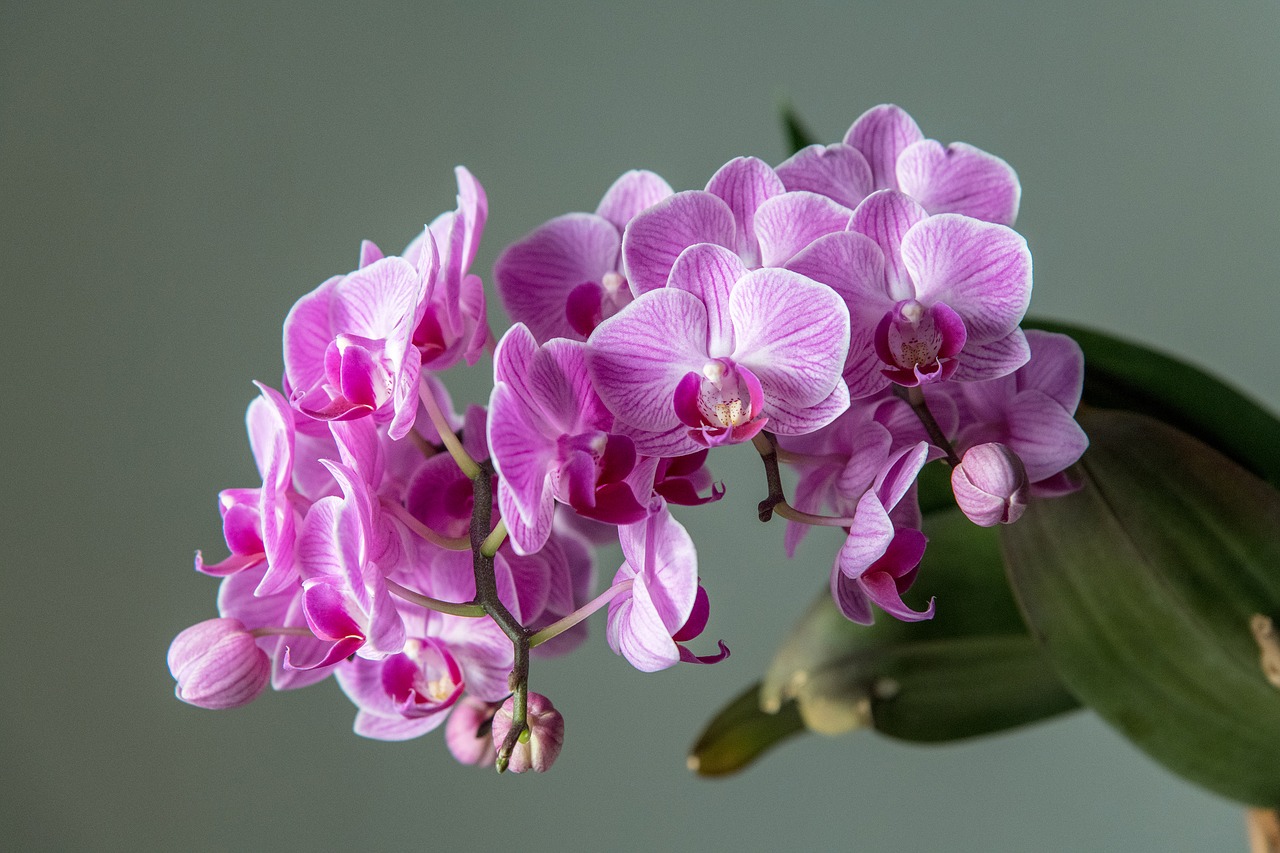 cuidados a ter com orquídeas