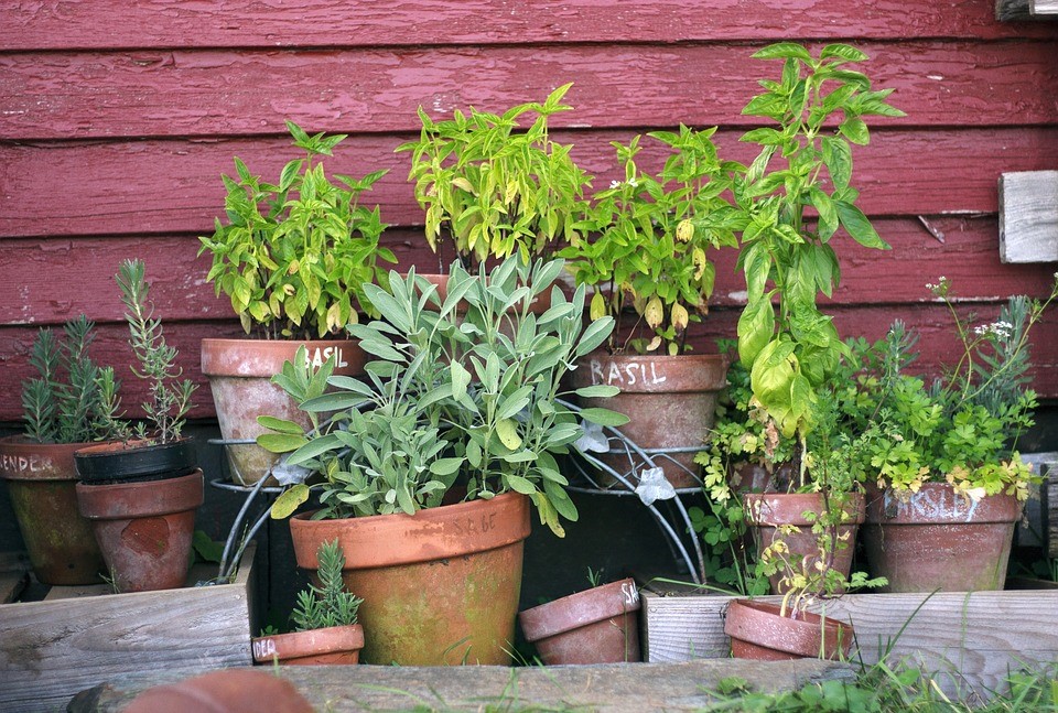 como fazer canteiro de ervas aromáticas