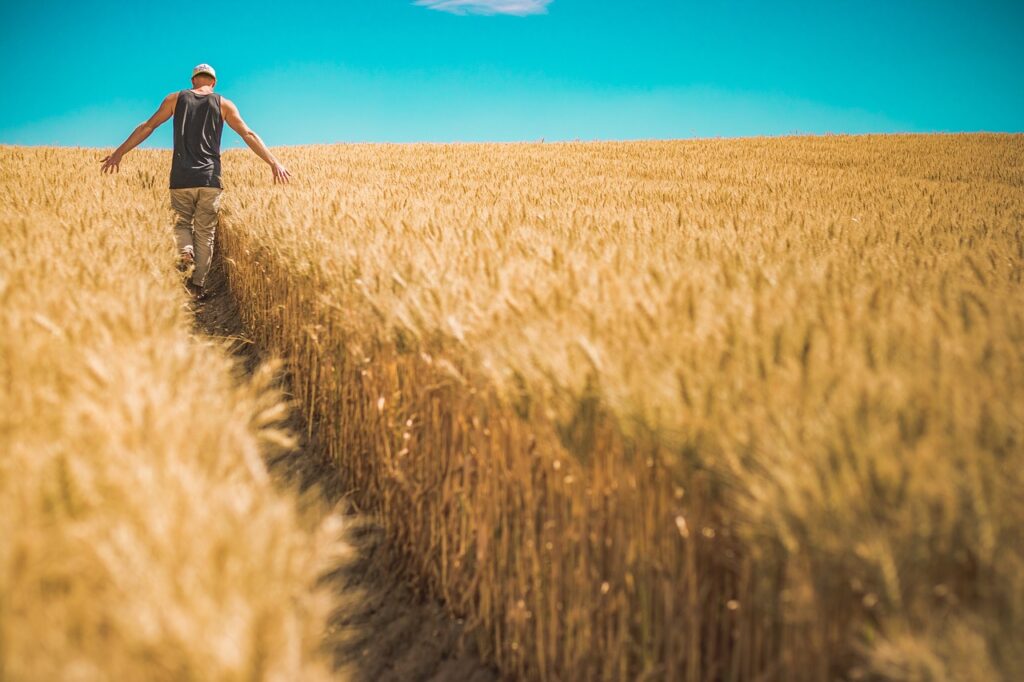 Trigo e os seus subprodutos Tudo o que deve saber A cientista agrícola