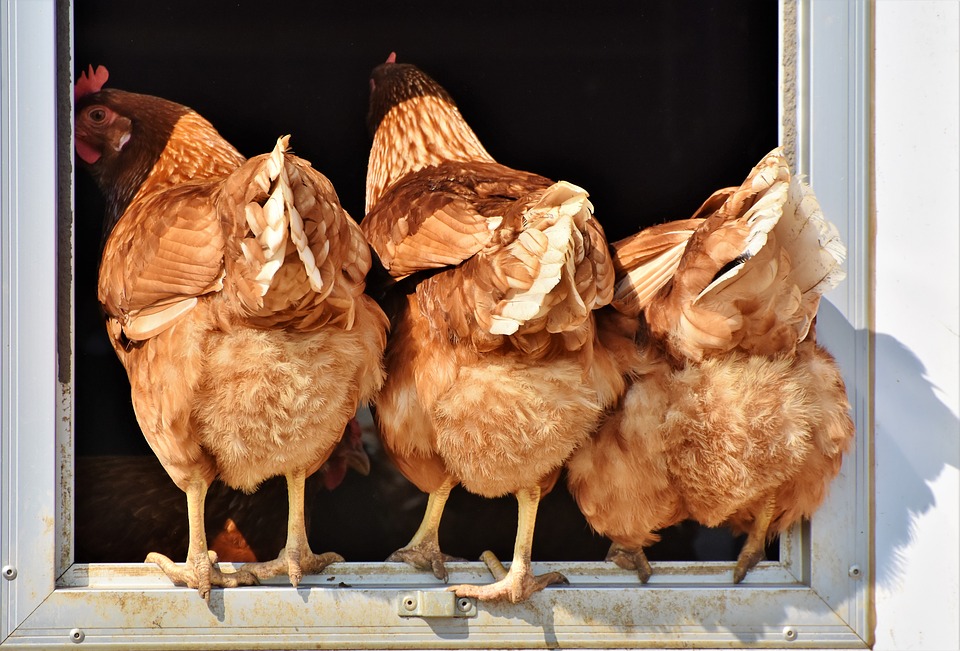 Conheça alguns truques  para as suas galinhas  produzirem mais ovos