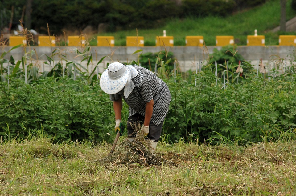 NOVA OPORTUNIDADE: Trabalhadores Agrícolas (m/f)