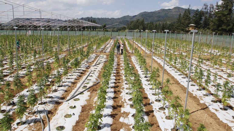Cultivo de canábis vai criar 750 empregos em Portugal