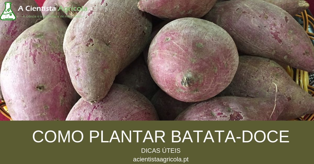 Tudo o que deve saber para aprender a plantar batata-doce em casa