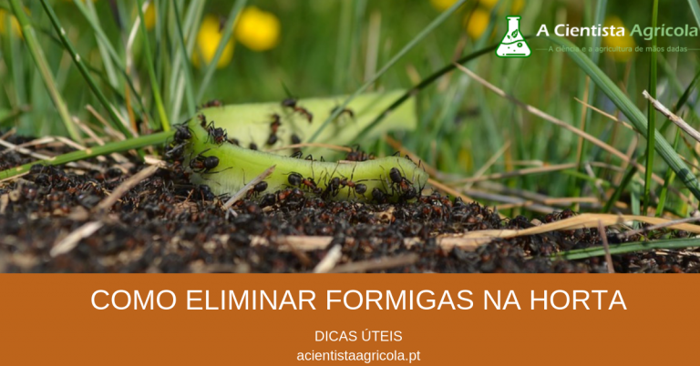Aprenda a eliminar as formigas da sua horta de forma biológica: dicas úteis