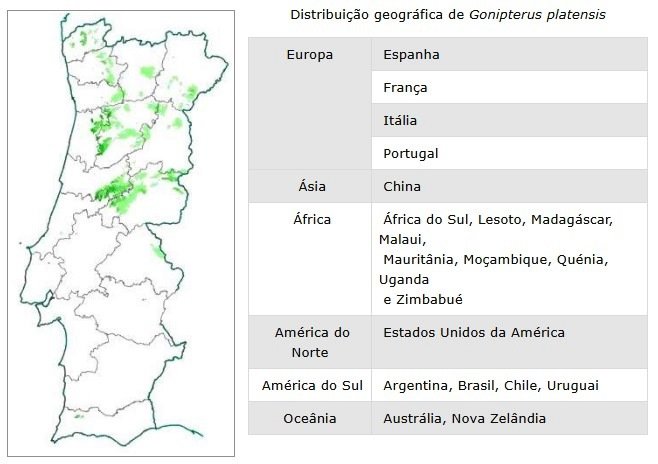 gorgulho-do-eucalipto