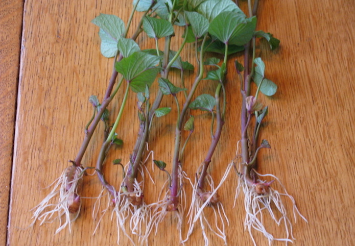 plantar batata-doce rebentos
