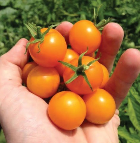 tomate -cereja como plantar em estufa