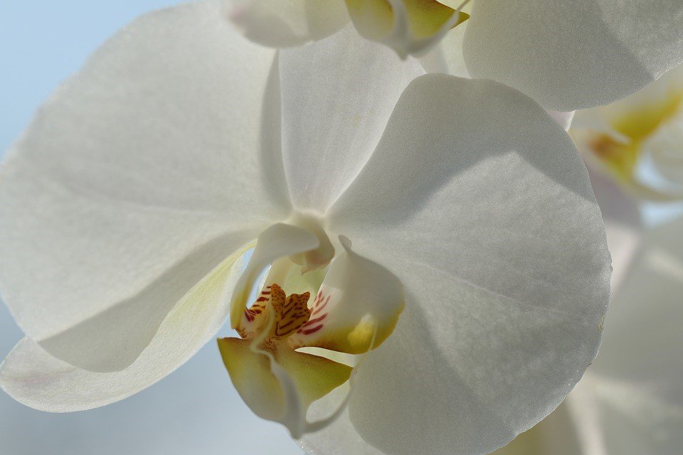 como reenvasar orquídeas