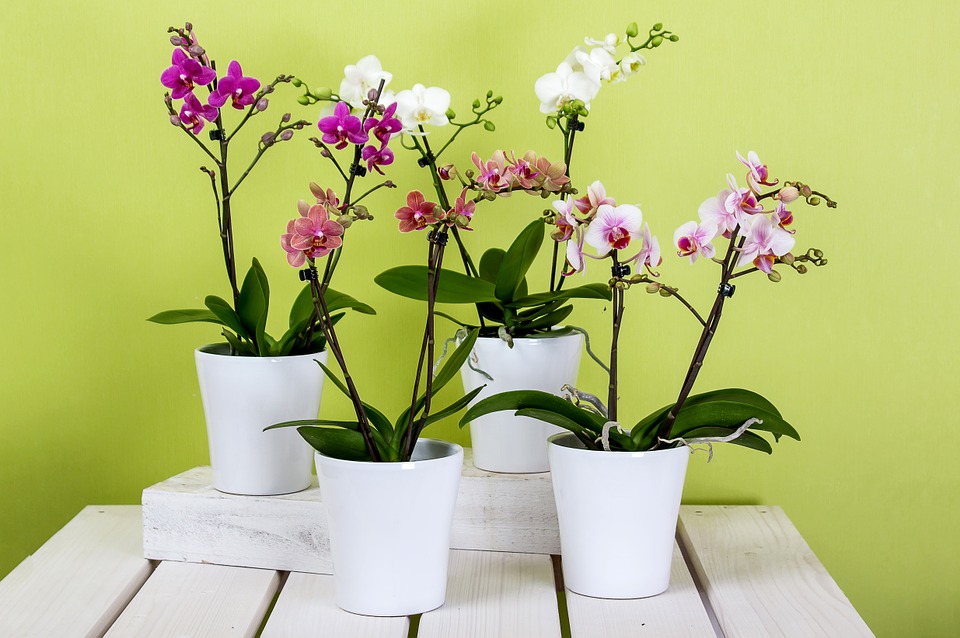 Como reenvasar orquídeas: aprenda o passo-a-passo