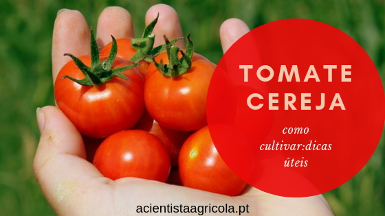 Como cultivar tomate-cereja: tudo o que deve saber